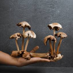 Exotic Wood Mushroom Figurine Handicraft 9 - thumbnail 4
