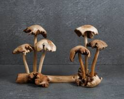 Exotic Wood Mushroom Figurine Handicraft 9 - thumbnail 1