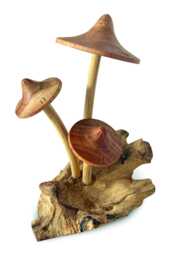 3 Parasol Mushrooms On Driftwood, Hand-Carved Mushroom Cluster - thumbnail 1