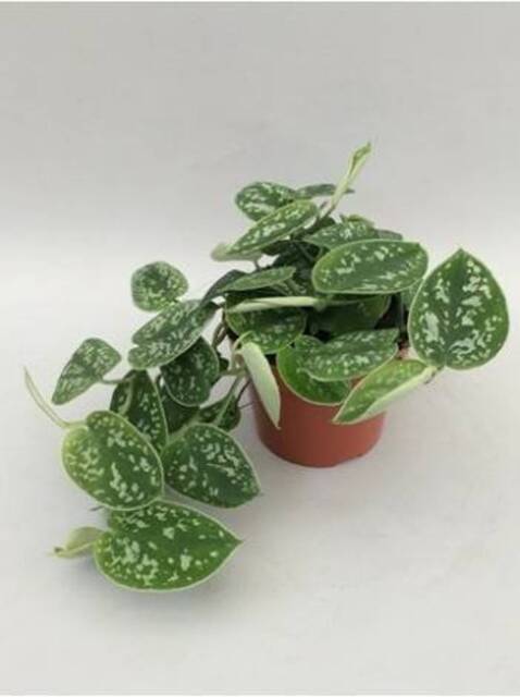 Silver Satin Pothos Cuttings - image 1