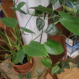 Silver Satin Pothos Cuttings - thumbnail 4