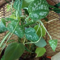 Silver Satin Pothos Cuttings - thumbnail 2