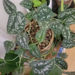 Silver Satin Pothos Cuttings - thumbnail 3