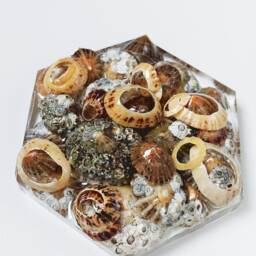 Wall Tile, Scottish Seashells Wall Ornament, Decor, One Peace If Hexagon Hexagon Tiles, Bathroom Shell Tile - thumbnail 3