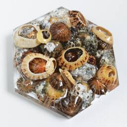 Wall Tile, Scottish Seashells Wall Ornament, Decor, One Peace If Hexagon Hexagon Tiles, Bathroom Shell Tile - thumbnail 2