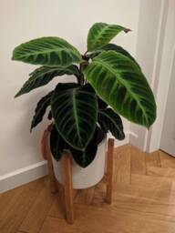 Plant Stands For Heavy Pots, Mid Century Modern Design - thumbnail 4