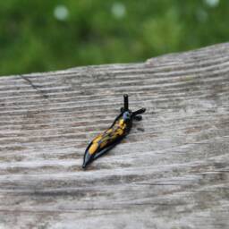 Spotted Slug Glass Sculpture Glass Slug Lampwork Glass Animals Handcrafted - thumbnail 4