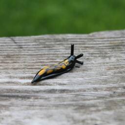 Spotted Slug Glass Sculpture Glass Slug Lampwork Glass Animals Handcrafted - thumbnail 3
