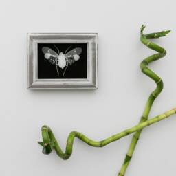 Monochrome Plant Hopper Wall Art Print, Natural History Photography, Minimalist Home Decor, Farmhouse Living Room Ideas, Taxidermy Prints - thumbnail 3