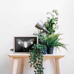 Monochrome Plant Hopper Wall Art Print, Natural History Photography, Minimalist Home Decor, Farmhouse Living Room Ideas, Taxidermy Prints - thumbnail 2