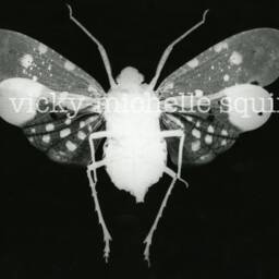 Monochrome Plant Hopper Wall Art Print, Natural History Photography, Minimalist Home Decor, Farmhouse Living Room Ideas, Taxidermy Prints - thumbnail 4