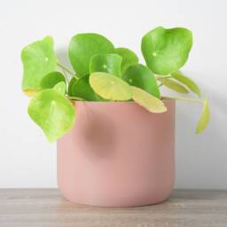 Minimalist Planter With Drainage & Saucer in Country Pink, Unique & Modern 3D-Printed Plant Pot, Small To Large Sizes, Perfect Gift - thumbnail 3