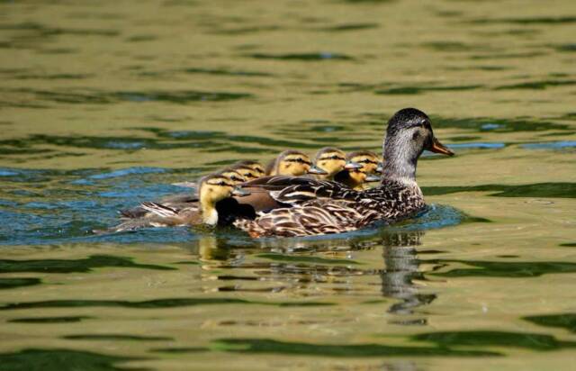 Instant Download Mamma Duck & Babies, Nature Wall Art, Photography, Baby Animal Wildlife Art - image 1