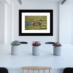 Instant Download Mamma Duck & Babies, Nature Wall Art, Photography, Baby Animal Wildlife Art - thumbnail 4