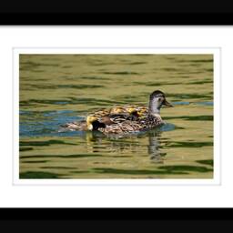 Instant Download Mamma Duck & Babies, Nature Wall Art, Photography, Baby Animal Wildlife Art - thumbnail 2