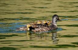 Instant Download Mamma Duck & Babies, Nature Wall Art, Photography, Baby Animal Wildlife Art - thumbnail 1