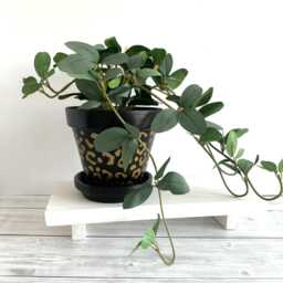 Black & Gold Leopard Print Plant Pot Stylish Home Decor - 13 cm - thumbnail 3