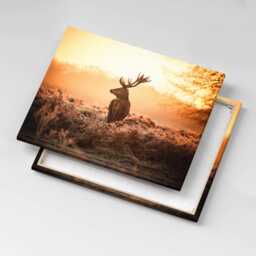 Deer At Sunrise Canvas, Picture Wall Hanging, Beige Decor, Animals Canvas Print - thumbnail 1
