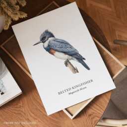 Belted Kingfisher, Bird Prints, Nature Wall Art, Bird Lover Gift Ideas, Home Decor - thumbnail 2