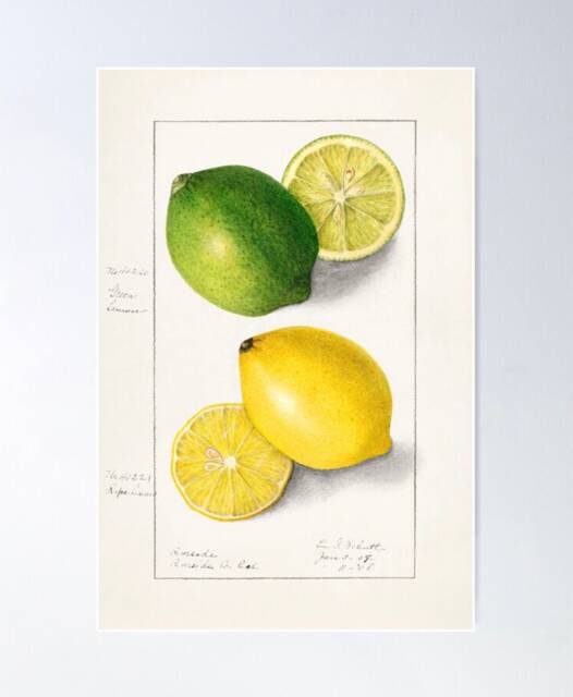 Vintage Lemons Print, Ellen Isham Schutt Nature Print. Lemon Print