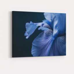 Blue Iris Macro Floral Photography Dark Botanical Close Up Canvas Wall Art Print Decor Picture Ready To Hang - thumbnail 4