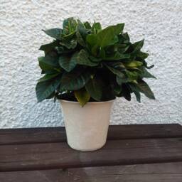 Indoor Plant Pot, Handmade Ceramic Planter, Garden Decor Gift For Gardener Lovers Christmas Gift - thumbnail 2