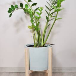 Bleached Oak Plant Stand, Mid Century Modern Planter Holder, Solid Wood Indoor Stands - thumbnail 3