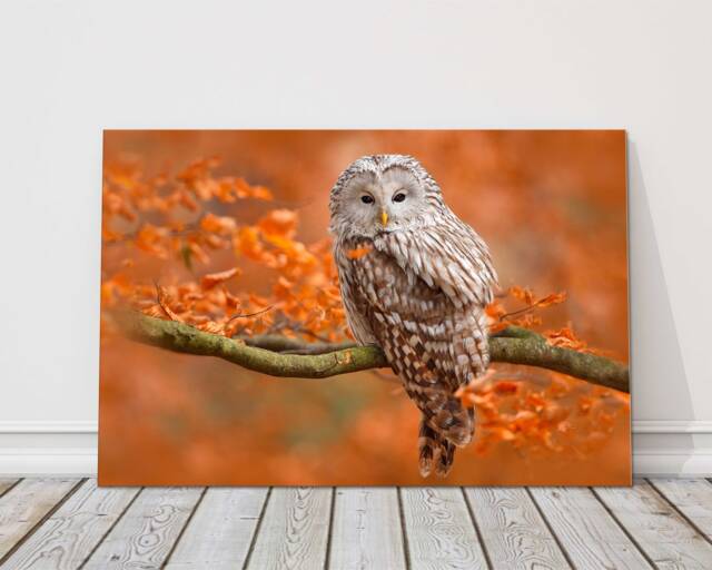 Ural Owl Canvas Print - Autumn Wildlife Wall Art Woodland Bird Picture Nature Photography Gift Rustic Animal Home Decor - image 1