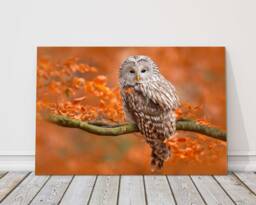 Ural Owl Canvas Print - Autumn Wildlife Wall Art Woodland Bird Picture Nature Photography Gift Rustic Animal Home Decor - thumbnail 1