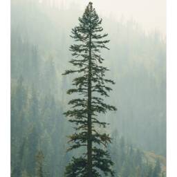 Forest Photography, Alpine Tree, Wilderness Wall Art, National Parks Nature Art Print, Trees - thumbnail 2
