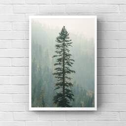 Forest Photography, Alpine Tree, Wilderness Wall Art, National Parks Nature Art Print, Trees - thumbnail 1