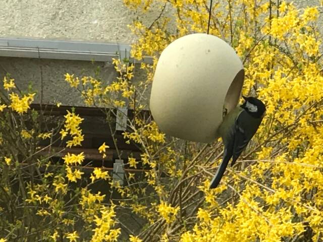 Special Gift Idea - Genuine Ostrich Egg Bird Feeder Unique Accessory To Any Garden - image 1