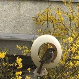 Special Gift Idea - Genuine Ostrich Egg Bird Feeder Unique Accessory To Any Garden - thumbnail 2