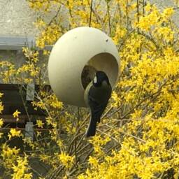 Special Gift Idea - Genuine Ostrich Egg Bird Feeder Unique Accessory To Any Garden - thumbnail 3
