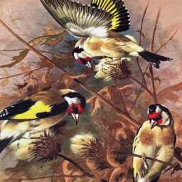 Goldfinch Bird Cushion Cover, Double Sided Print, Oeko-Tex?? - thumbnail 2