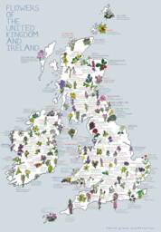 Flowers Of The UK & Ireland Print - thumbnail 1