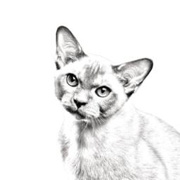 Burmese Cat - Wooden Stand For Candles/Pens With The Image Of A New Collection - thumbnail 2