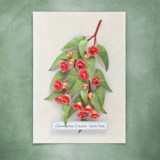 Eucalyptus Gum Tree Wall Art - Red Flowering Gumtree Branch Artwork Australian Native Flowers Botanical Paper Illustration - image 1