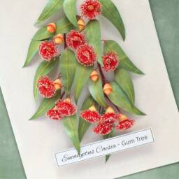 Eucalyptus Gum Tree Wall Art - Red Flowering Gumtree Branch Artwork Australian Native Flowers Botanical Paper Illustration - thumbnail 2