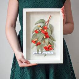 Eucalyptus Gum Tree Wall Art - Red Flowering Gumtree Branch Artwork Australian Native Flowers Botanical Paper Illustration - thumbnail 4