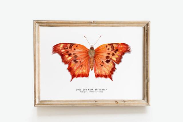 Question Mark Butterfly Print - Polygonia Interrogationis Watercolor Art Butterflies Lover Wall D??cor Nursery, Living Room Girls Gifts - image 1