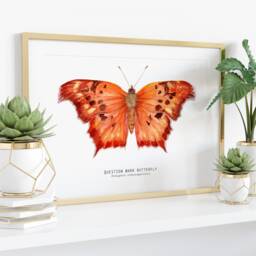 Question Mark Butterfly Print - Polygonia Interrogationis Watercolor Art Butterflies Lover Wall D??cor Nursery, Living Room Girls Gifts - thumbnail 3