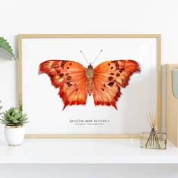 Question Mark Butterfly Print - Polygonia Interrogationis Watercolor Art Butterflies Lover Wall D??cor Nursery, Living Room Girls Gifts - thumbnail 2