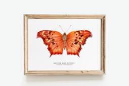 Question Mark Butterfly Print - Polygonia Interrogationis Watercolor Art Butterflies Lover Wall D??cor Nursery, Living Room Girls Gifts - thumbnail 1