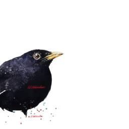 Three Little Birds Watercolour Prints. Robin Watercolour, Blackbird Watercolour, Sparrow Watercolour, , Gift For Bird Lovers, Lovers - thumbnail 3