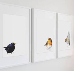 Three Little Birds Watercolour Prints. Robin Watercolour, Blackbird Watercolour, Sparrow Watercolour, , Gift For Bird Lovers, Lovers - thumbnail 1