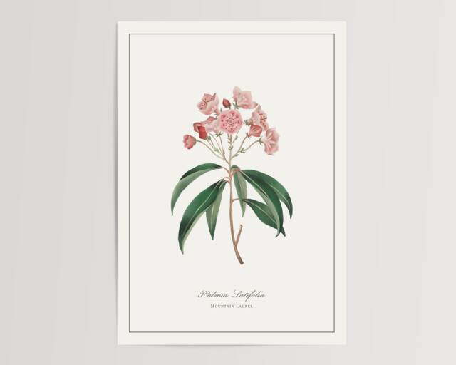 Mountain Laurel Print - Printed & Shipped Illustration Floral Watercolour Home Decor - image 1