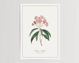 Mountain Laurel Print - Printed & Shipped Illustration Floral Watercolour Home Decor - thumbnail 1