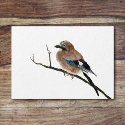 Jay - Jay Bird, British Garden Birds, Crows, Jay Art, Print, Woodland Birds - thumbnail 2