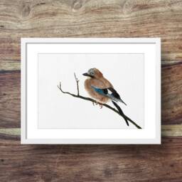 Jay - Jay Bird, British Garden Birds, Crows, Jay Art, Print, Woodland Birds - thumbnail 1